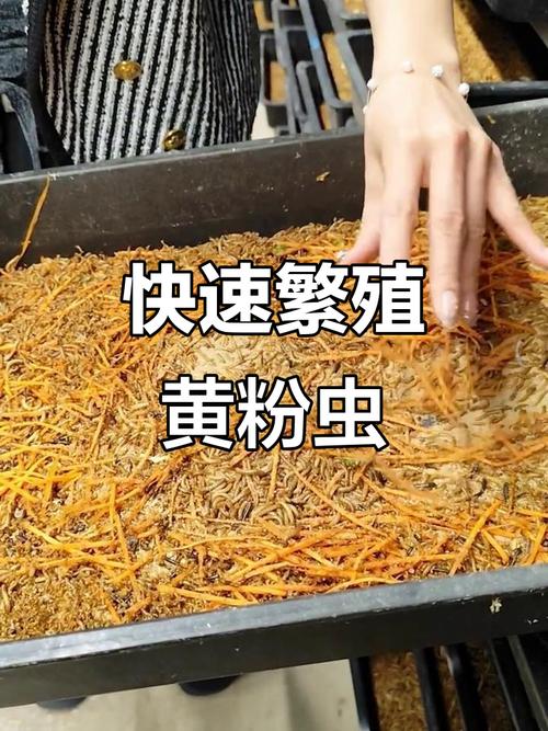 黄粉虫养殖技术与种苗怎么选？-图2