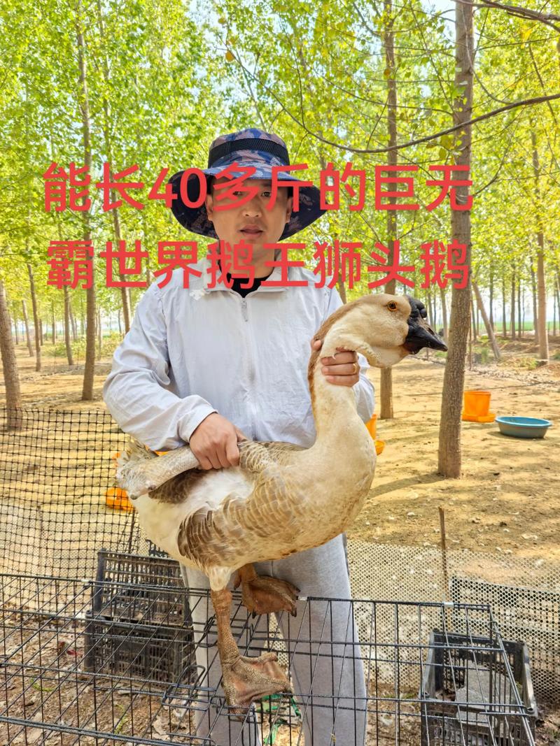 养鹅品种怎么选才最赚钱？-图2