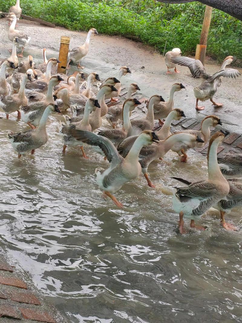 养鹅品种怎么选才最赚钱？-图1