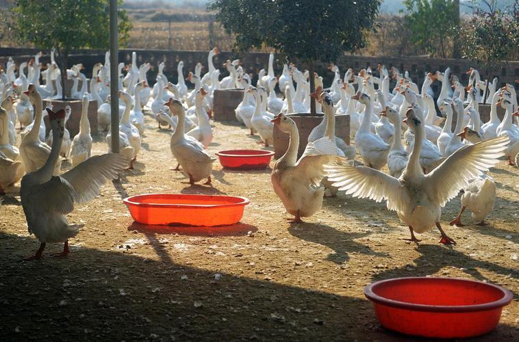 养鹅品种怎么选才最赚钱？-图3