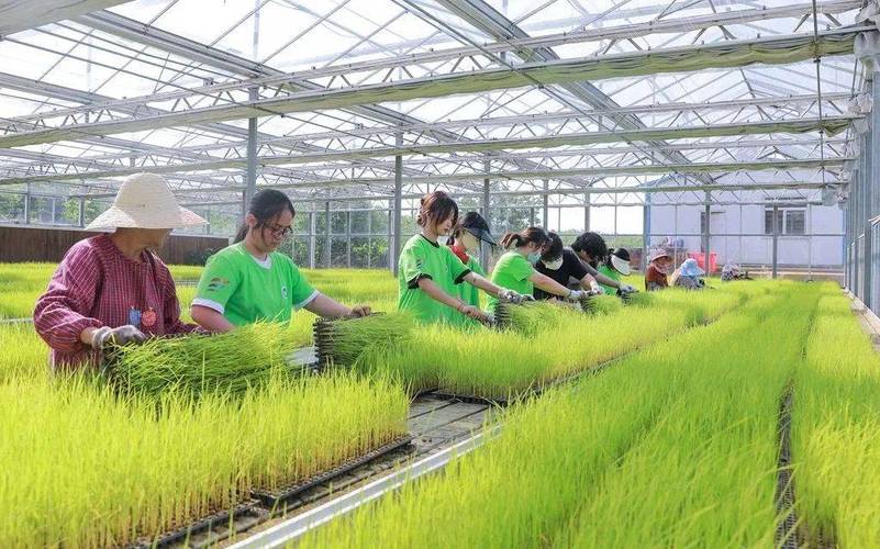 水稻育苗视频有哪些关键技术？-图1