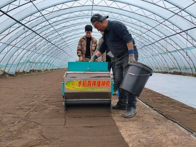 水稻育苗视频有哪些关键技术？-图2