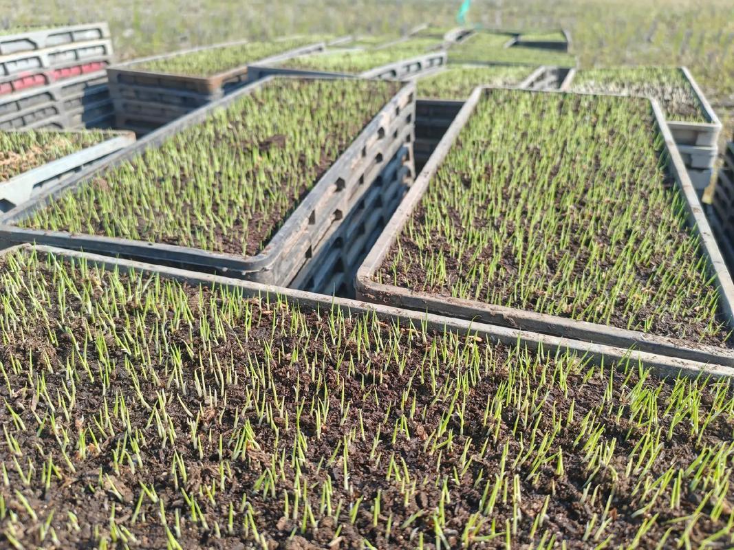水稻育苗视频有哪些关键技术？-图3