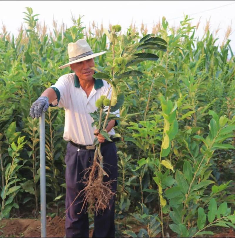 板栗种植技术视频，关键点有哪些？-图3