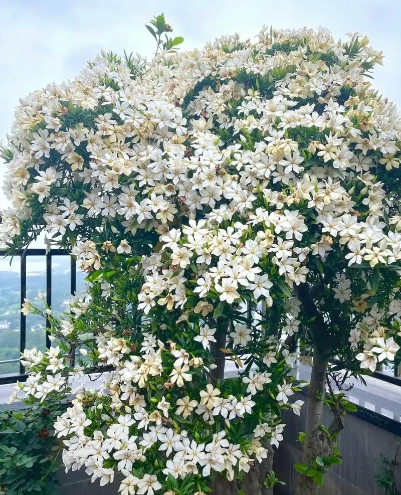 大叶栀子品种怎么选？-图1