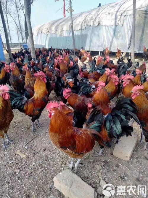 北京柴鸡最新行情价是多少？-图1
