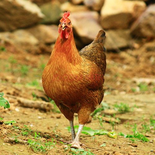 北京柴鸡最新行情价是多少？-图3