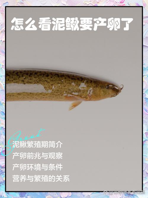 泥鳅孵化技术视频，关键步骤有哪些？-图1