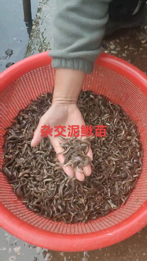 泥鳅孵化技术视频，关键步骤有哪些？-图2