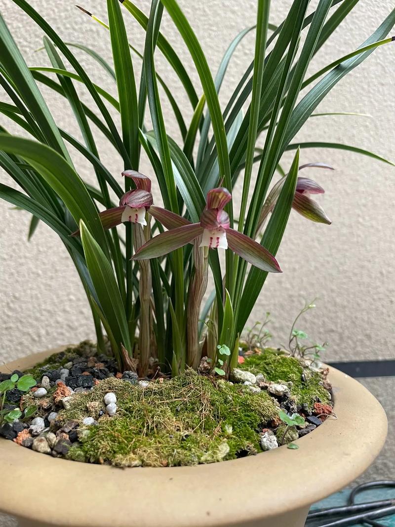 春兰高叶有什么品种-图1