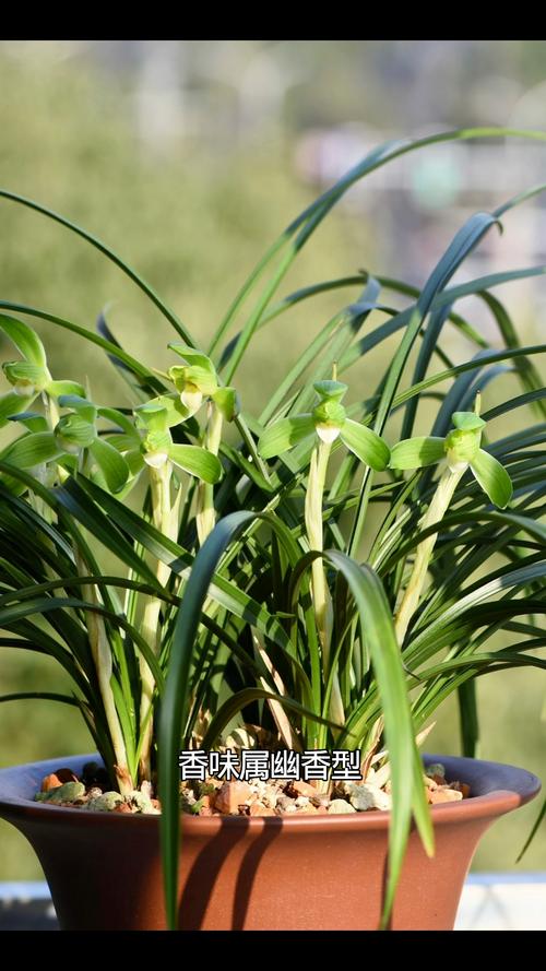 春兰高叶有什么品种-图3