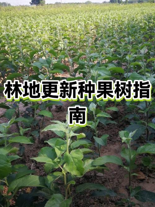 林地能随意更换品种吗？-图1