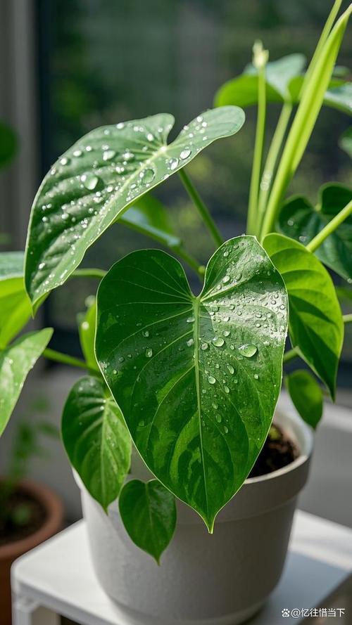 滴水观音有哪些常见品种？-图2