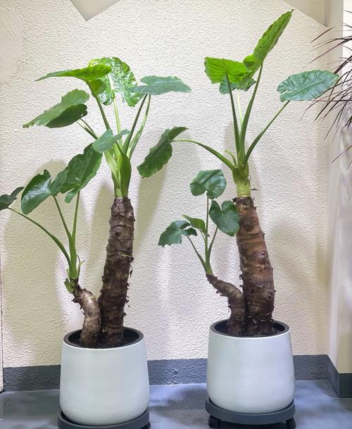 滴水观音有哪些常见品种？-图1