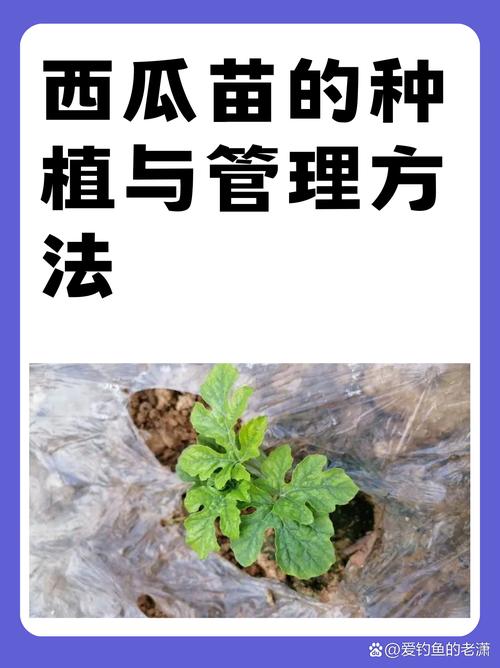 西瓜栽培管理有哪些关键技术要点？-图1