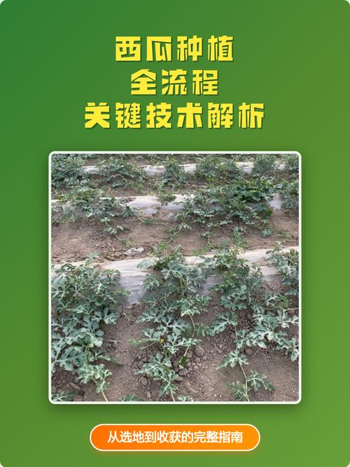 西瓜栽培管理有哪些关键技术要点？-图3