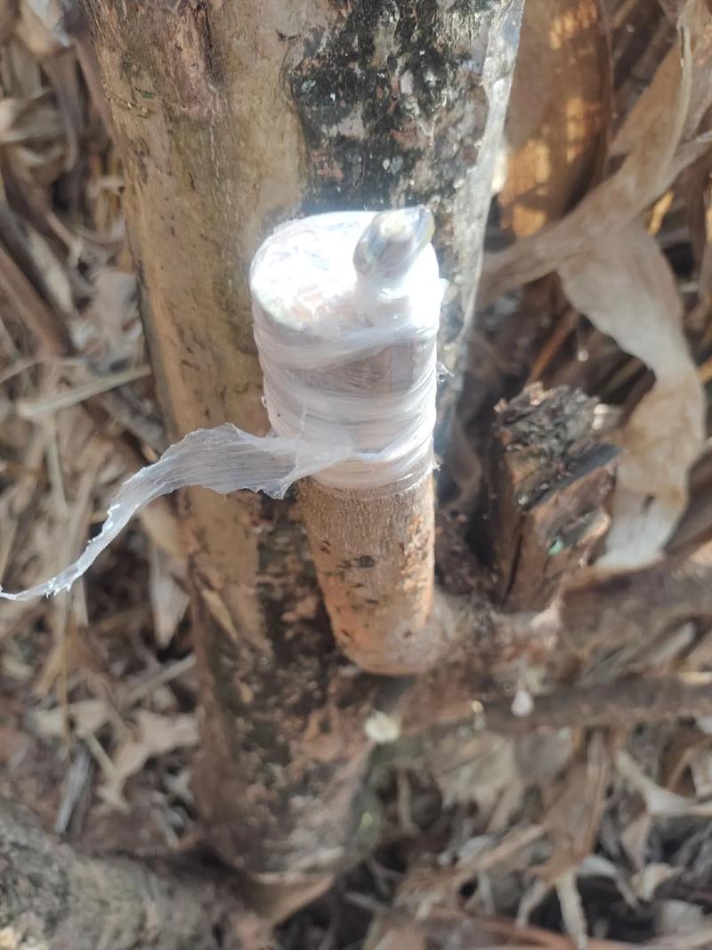 杨梅嫁接直播，关键技术要点有哪些？-图1