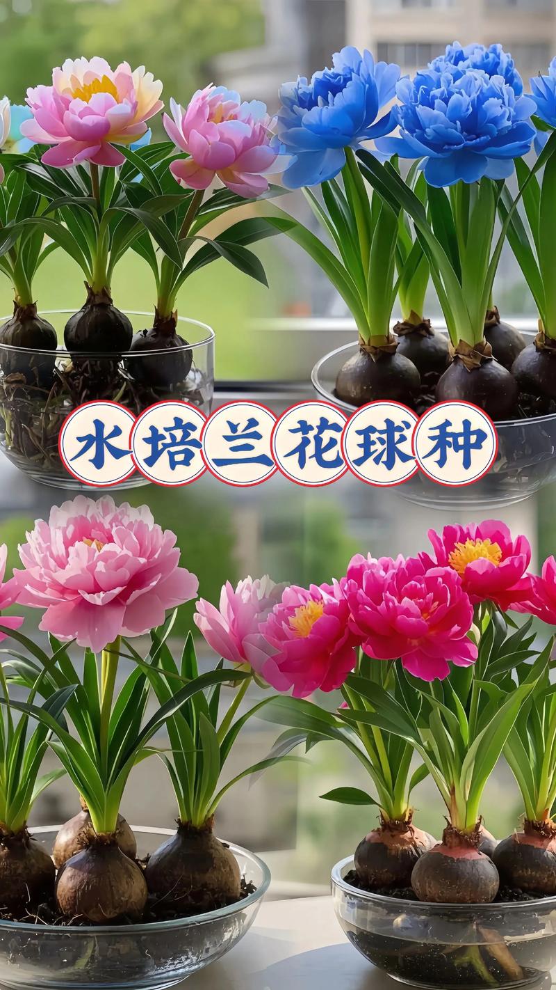 哪些兰花品种喜水好养？-图1