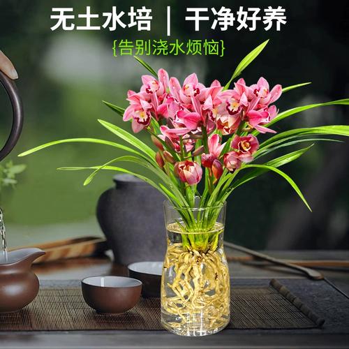 哪些兰花品种喜水好养？-图3