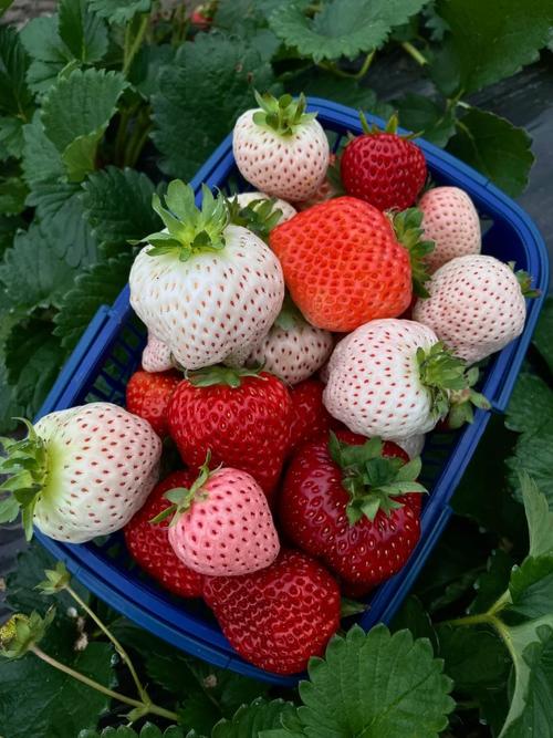 哪种草莓品种好种？附图片对比。-图2