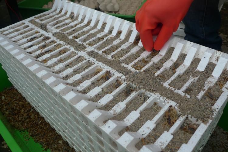 方程养殖蝎子技术视频哪里看？-图2