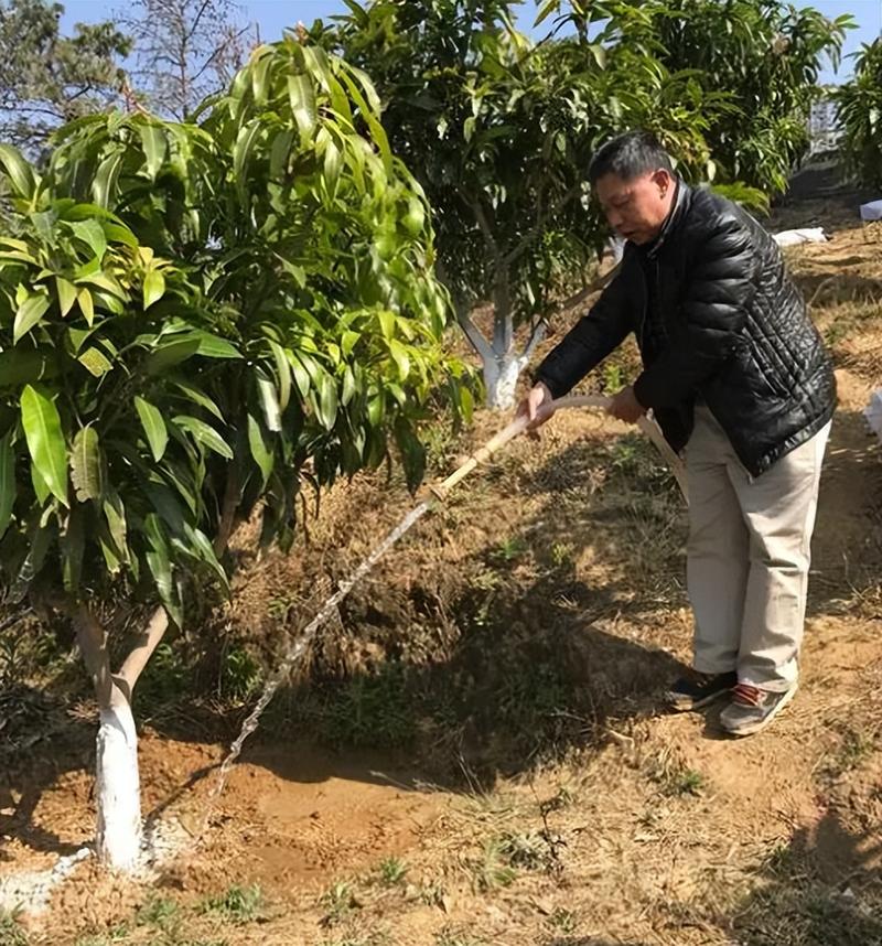 芒果栽培管理技术视频，有哪些关键要点？-图1