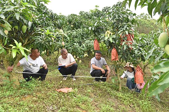 芒果栽培管理技术视频，有哪些关键要点？-图2