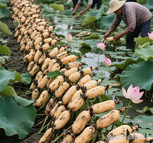 莲藕泥鳅混养，如何实现双赢？-图2