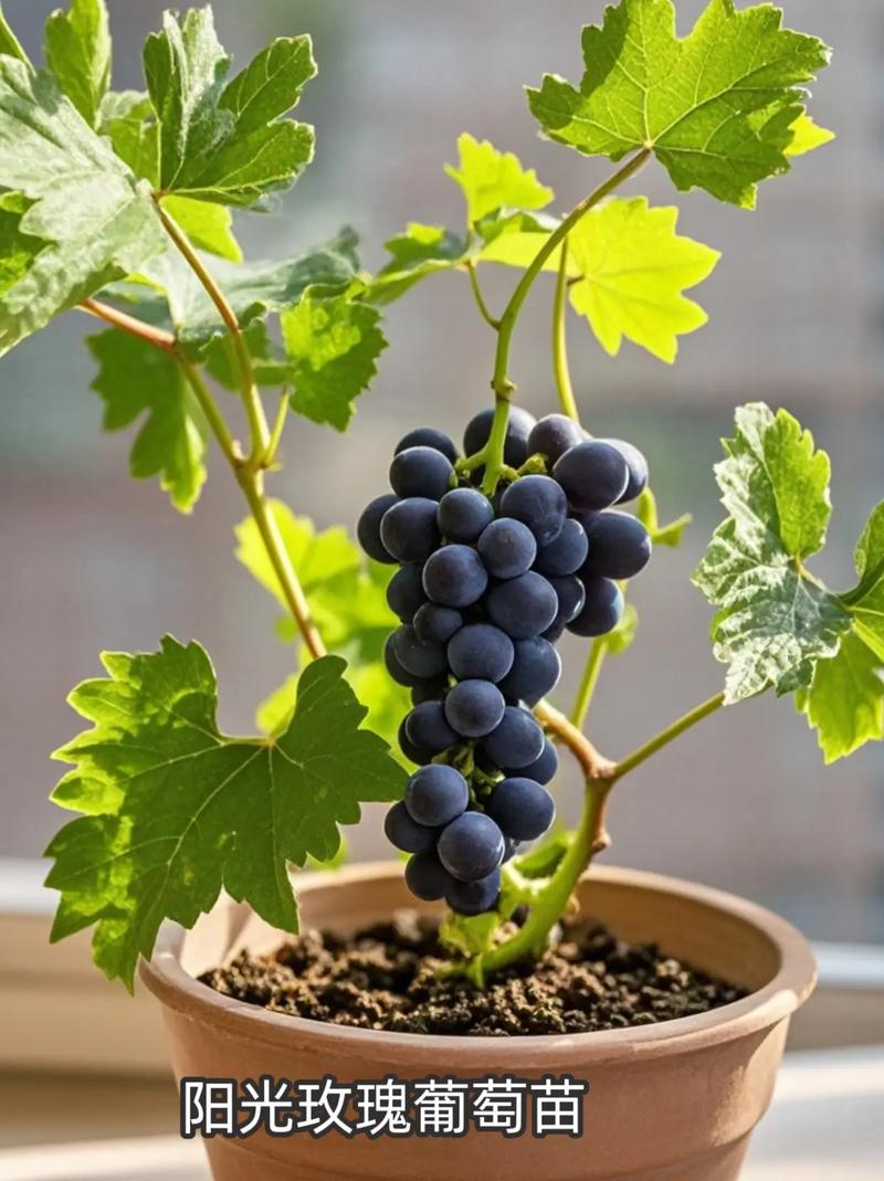 盆栽葡萄选什么品种好？-图2