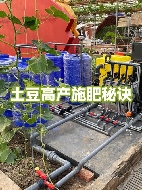 土豆高产施肥技术要点有哪些？-图1