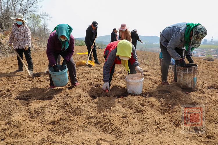 土豆高产施肥技术要点有哪些？-图2