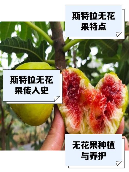 进口无花果品种有哪些？-图1