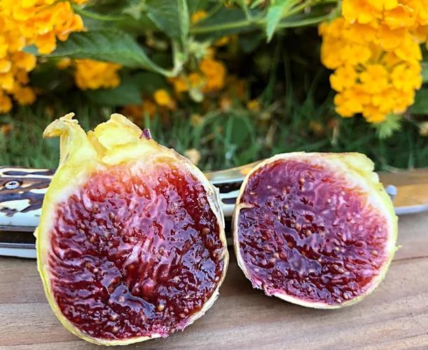 进口无花果品种有哪些？-图2