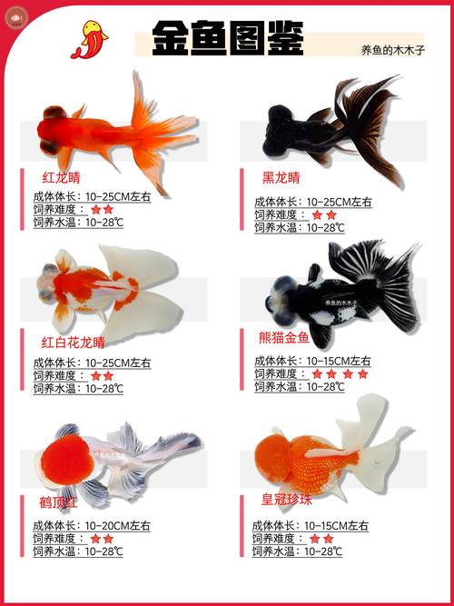 什么品种小金鱼最适合新手饲养？-图2