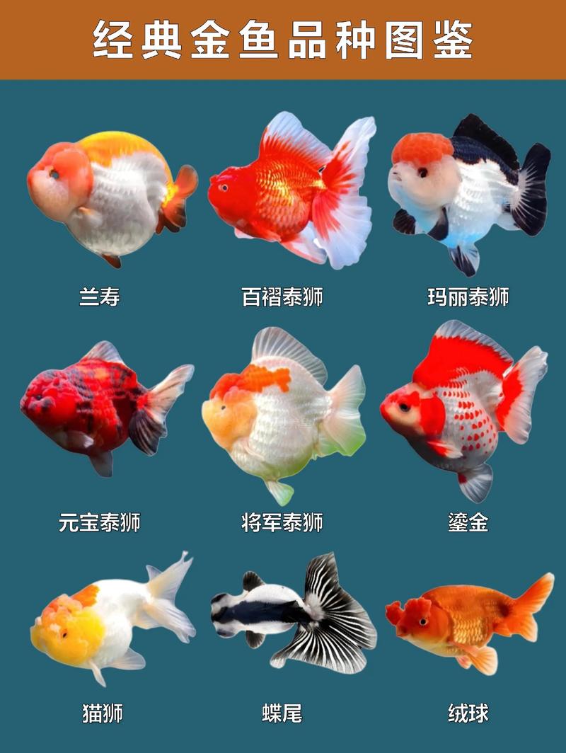 什么品种小金鱼最适合新手饲养？-图1