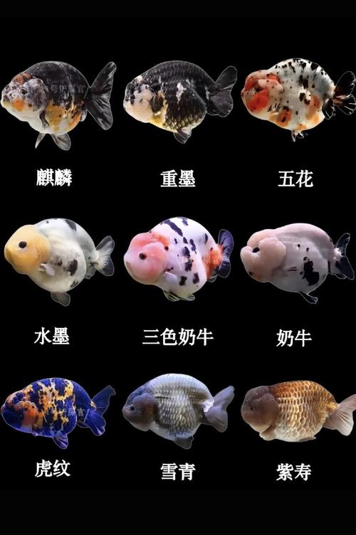 什么品种小金鱼最适合新手饲养？-图3