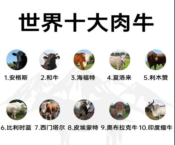 如何规划肉牛优良品种？-图1