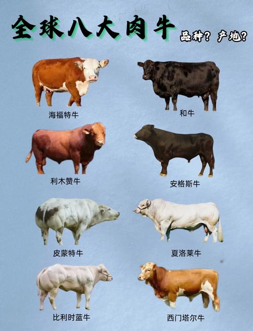 如何规划肉牛优良品种？-图2