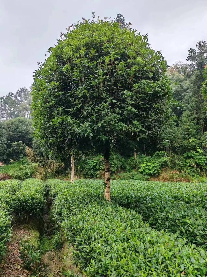 桂花矮的品种有哪些？-图3