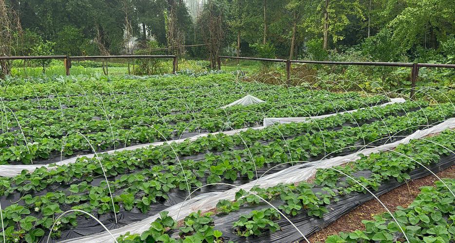 露地草莓怎么种？视频教你关键技术！-图3