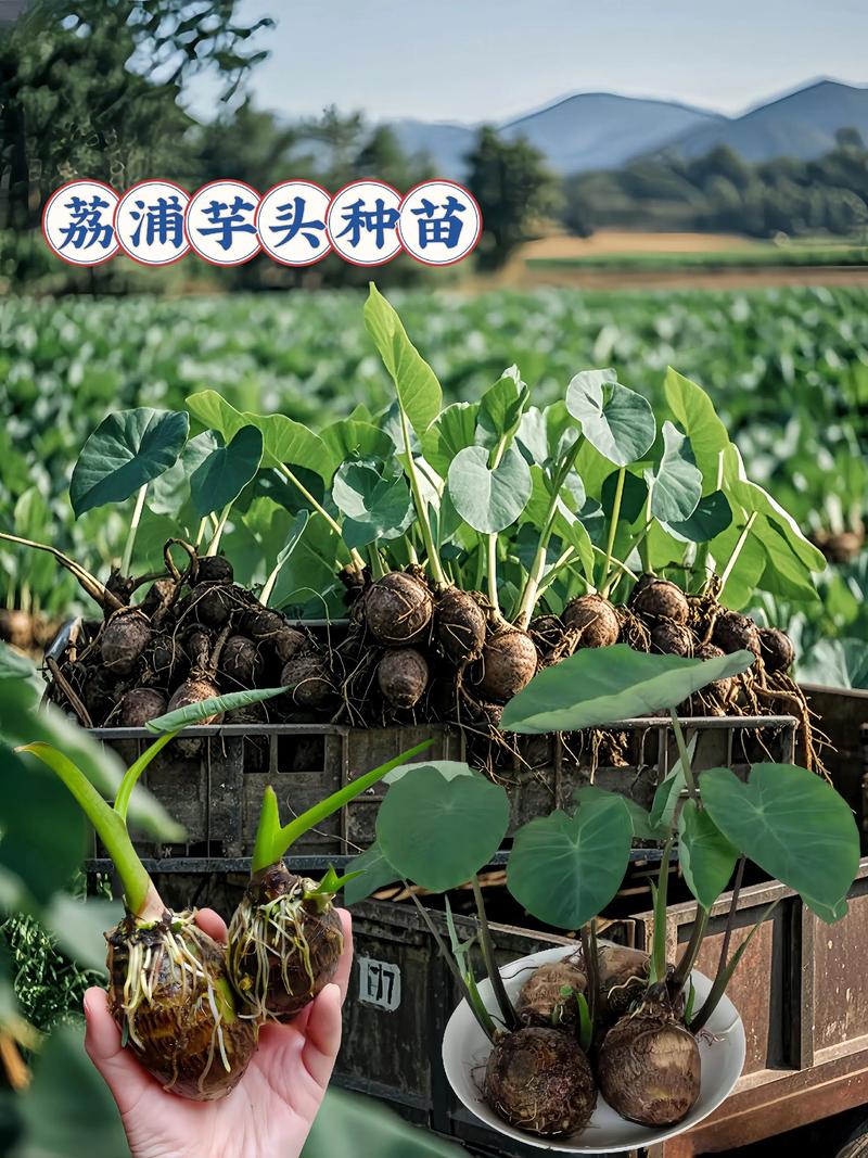 芋头高产种植技术视频有哪些要点？-图1