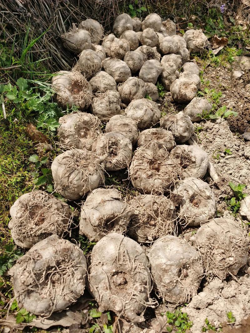 芋头高产种植技术视频有哪些要点？-图2