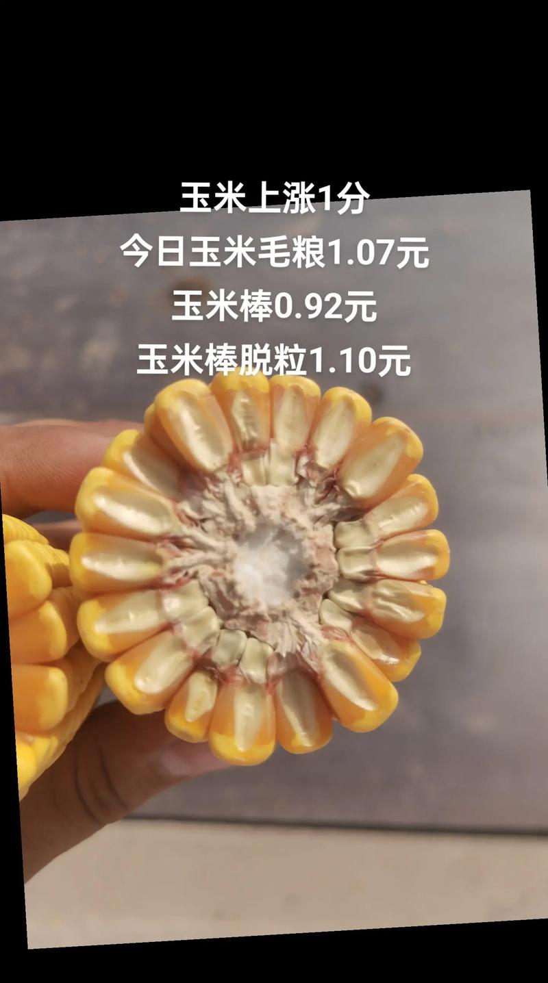 山东滨州玉米最新价格多少？-图1