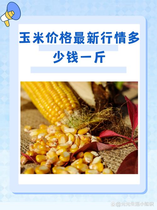 山东滨州玉米最新价格多少？-图3