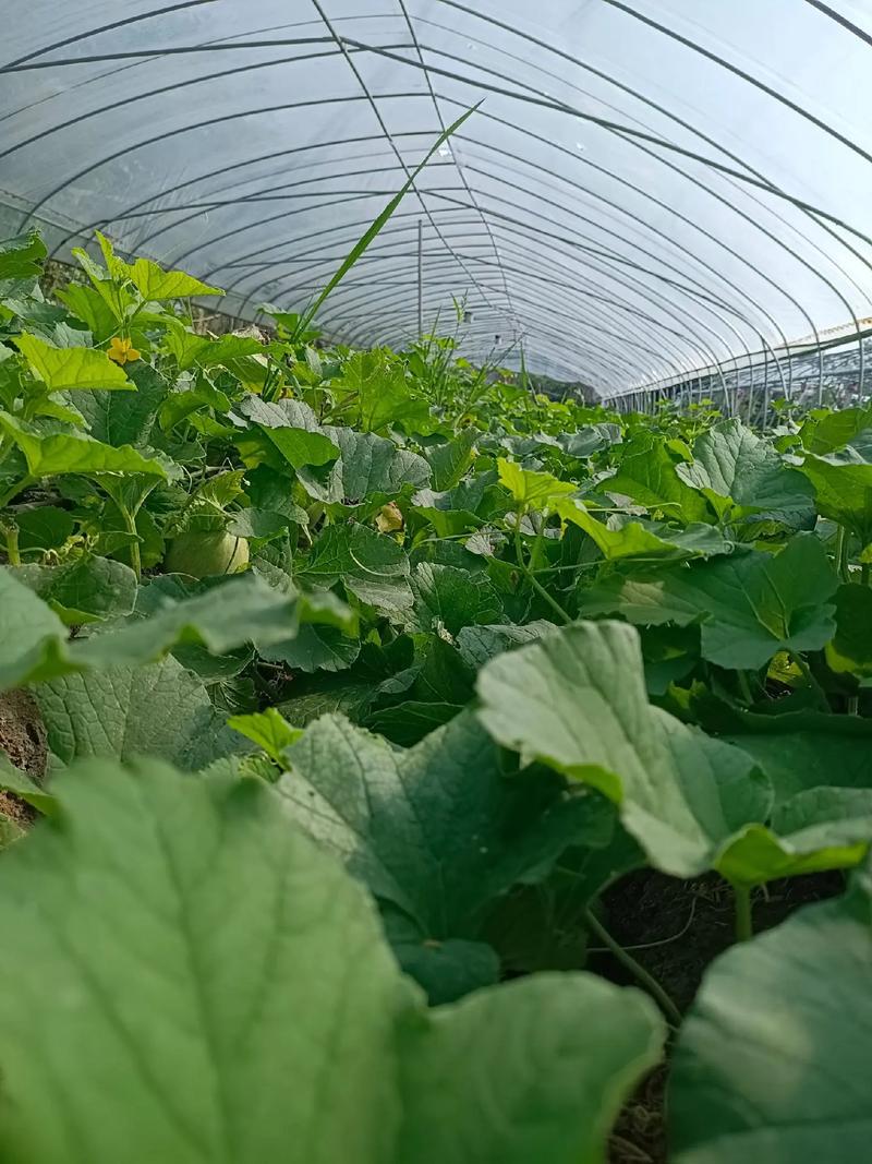 露地香瓜怎么种？关键技术看这里！-图1