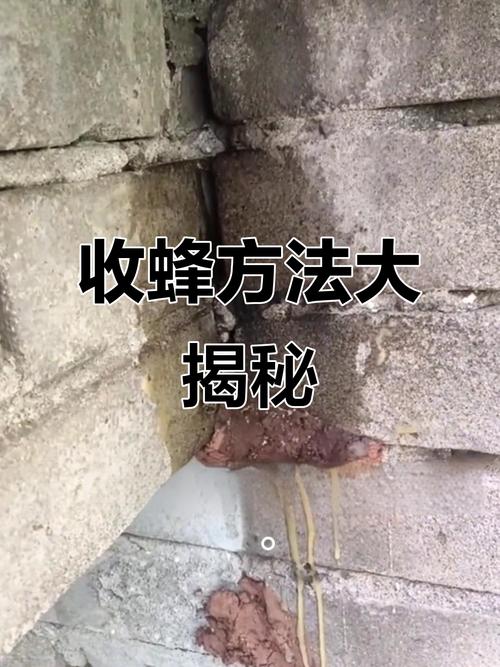 蜜蜂诱捕技术怎么学？视频教学教你轻松掌握。-图1