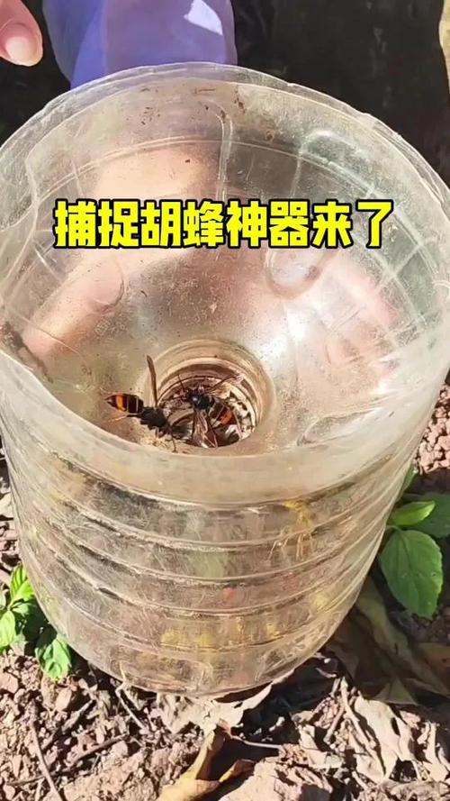 蜜蜂诱捕技术怎么学？视频教学教你轻松掌握。-图2