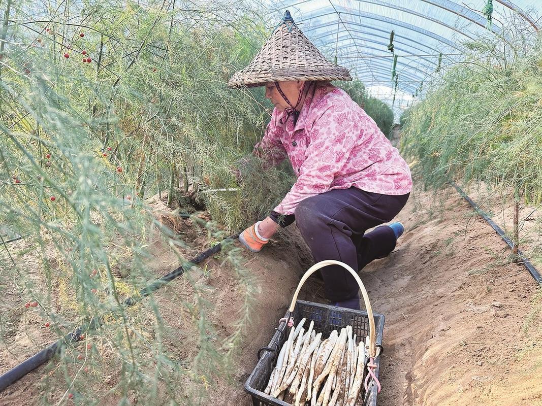 大棚芦笋怎么种？技术视频详解来了！-图1