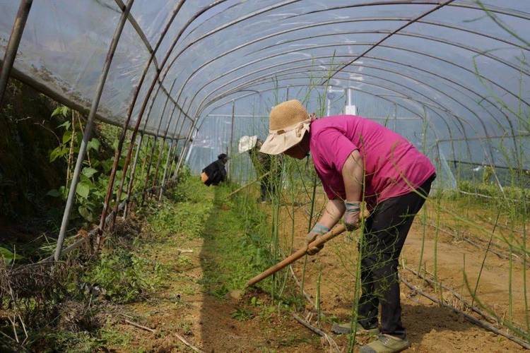 大棚芦笋怎么种？技术视频详解来了！-图2
