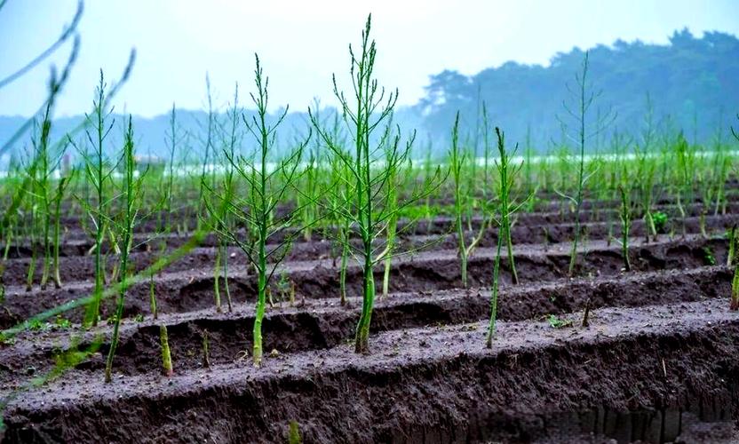 大棚芦笋怎么种？技术视频详解来了！-图3